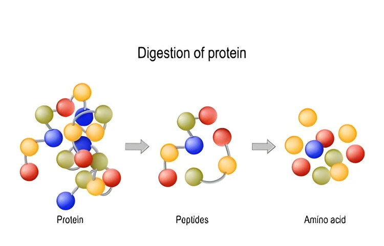 Factors affecting protein absorption